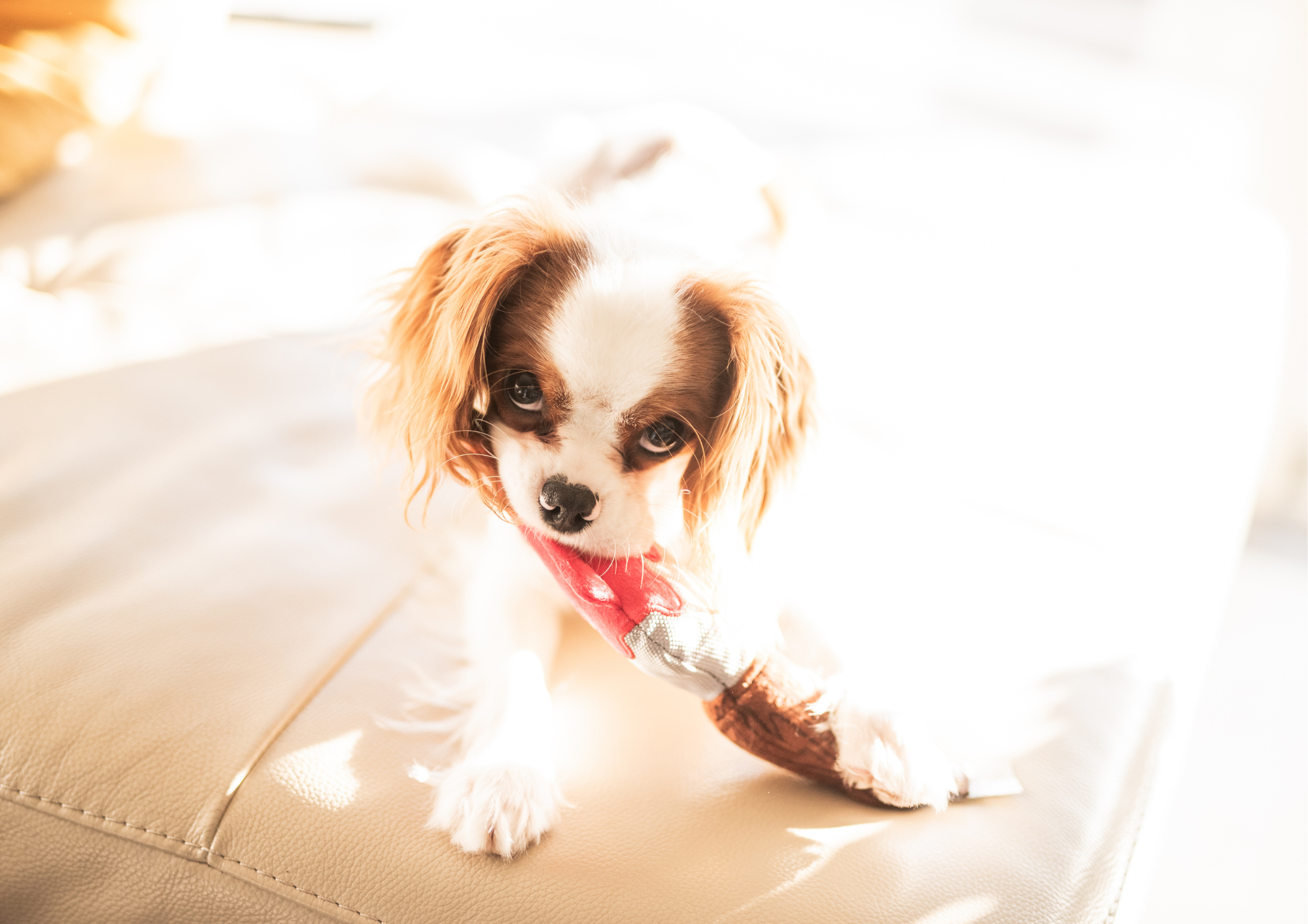 La Collection Halloween pour Chiens : Peluches Terrifiantes et Amusantes