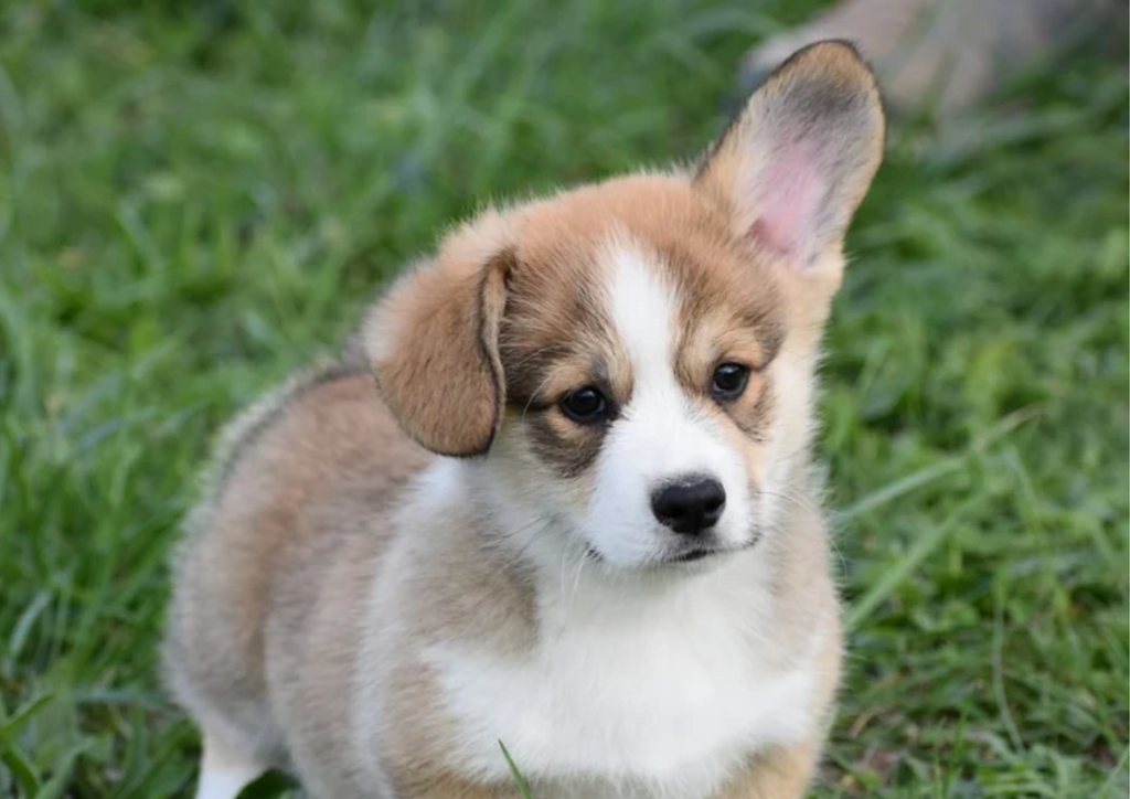 La to-do list pour l’arrivée du chiot : préparez son arrivée en toute sérénité
