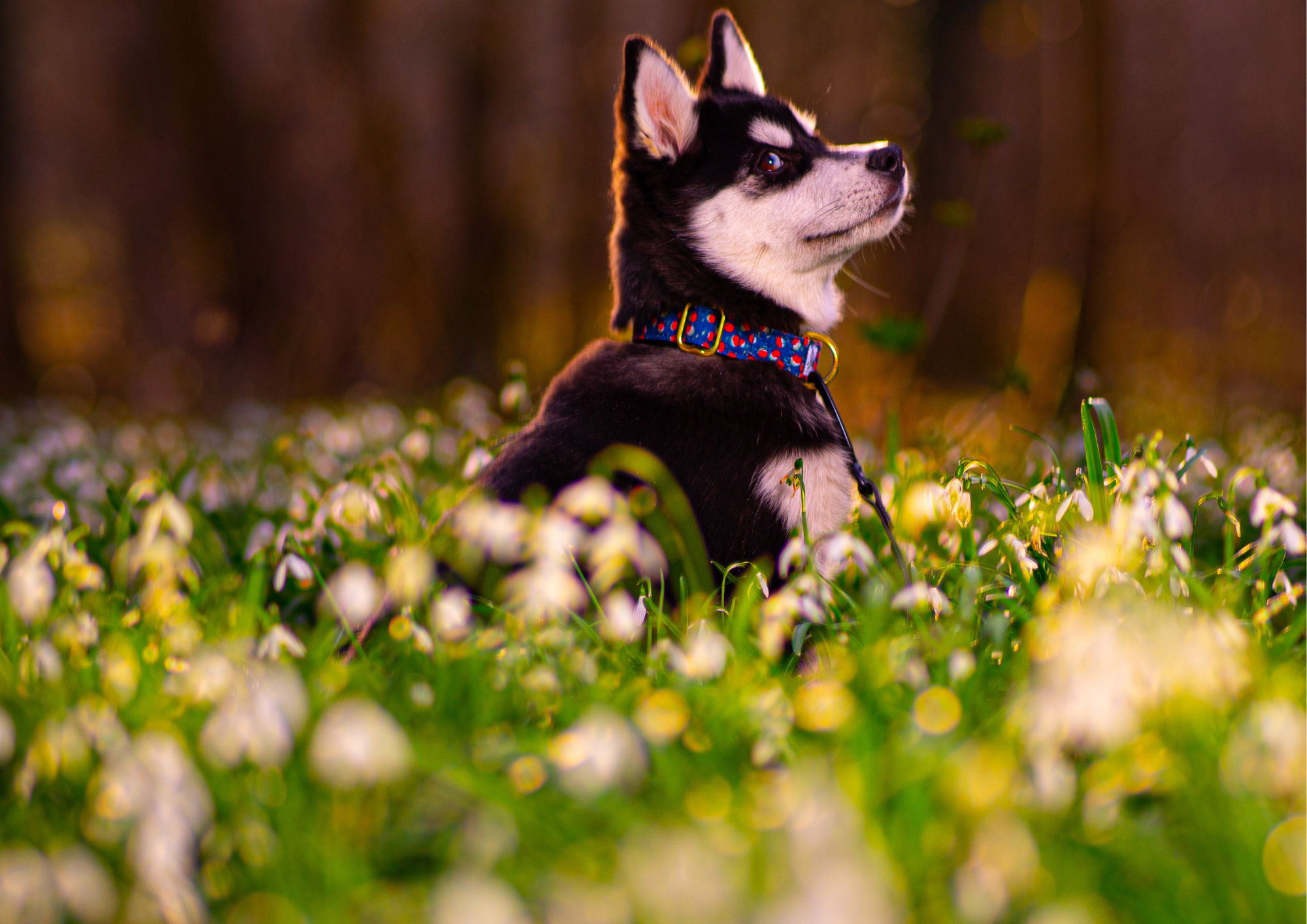 Mon chiot est arrivé : la to-do list pour bien vivre les premiers jours