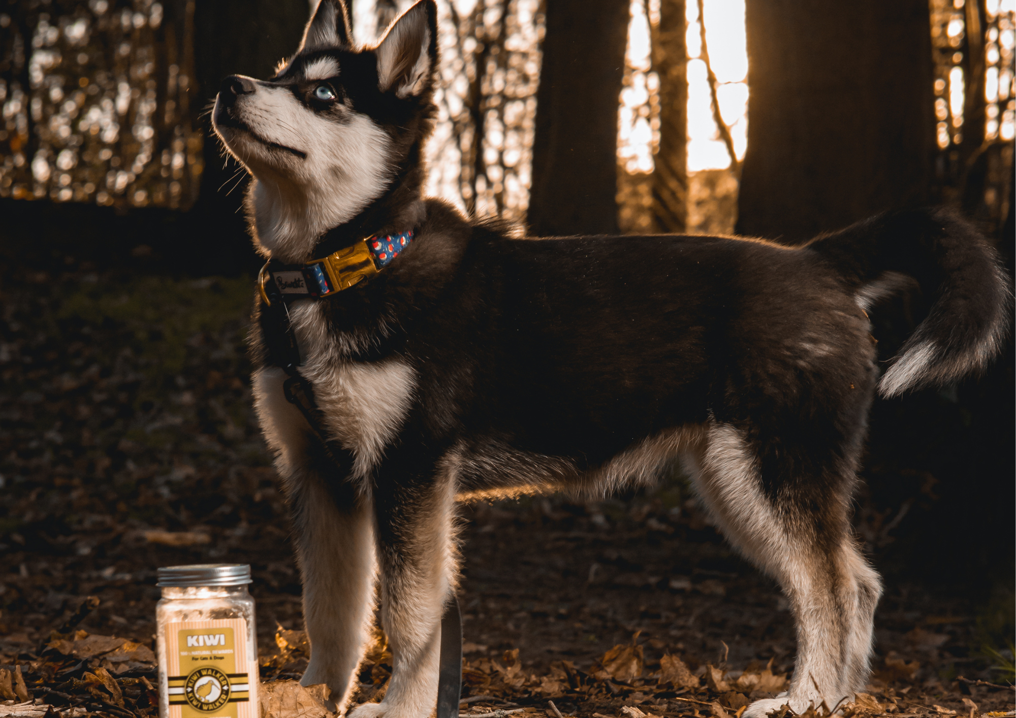 Mes premiers jours avec mon chiot : souvenirs, rituels et premières fois