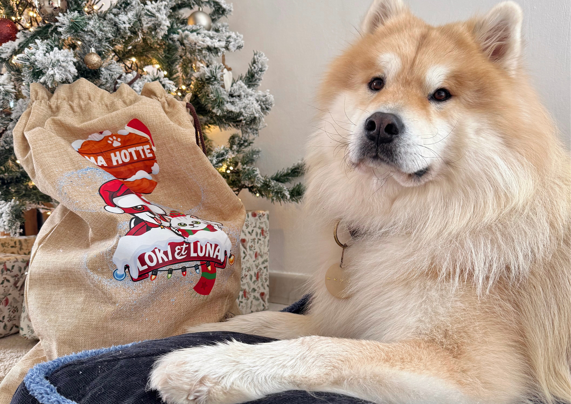 Les Dangers de Noël pour Nos Animaux de Compagnie : Ce qu’il Faut Savoir