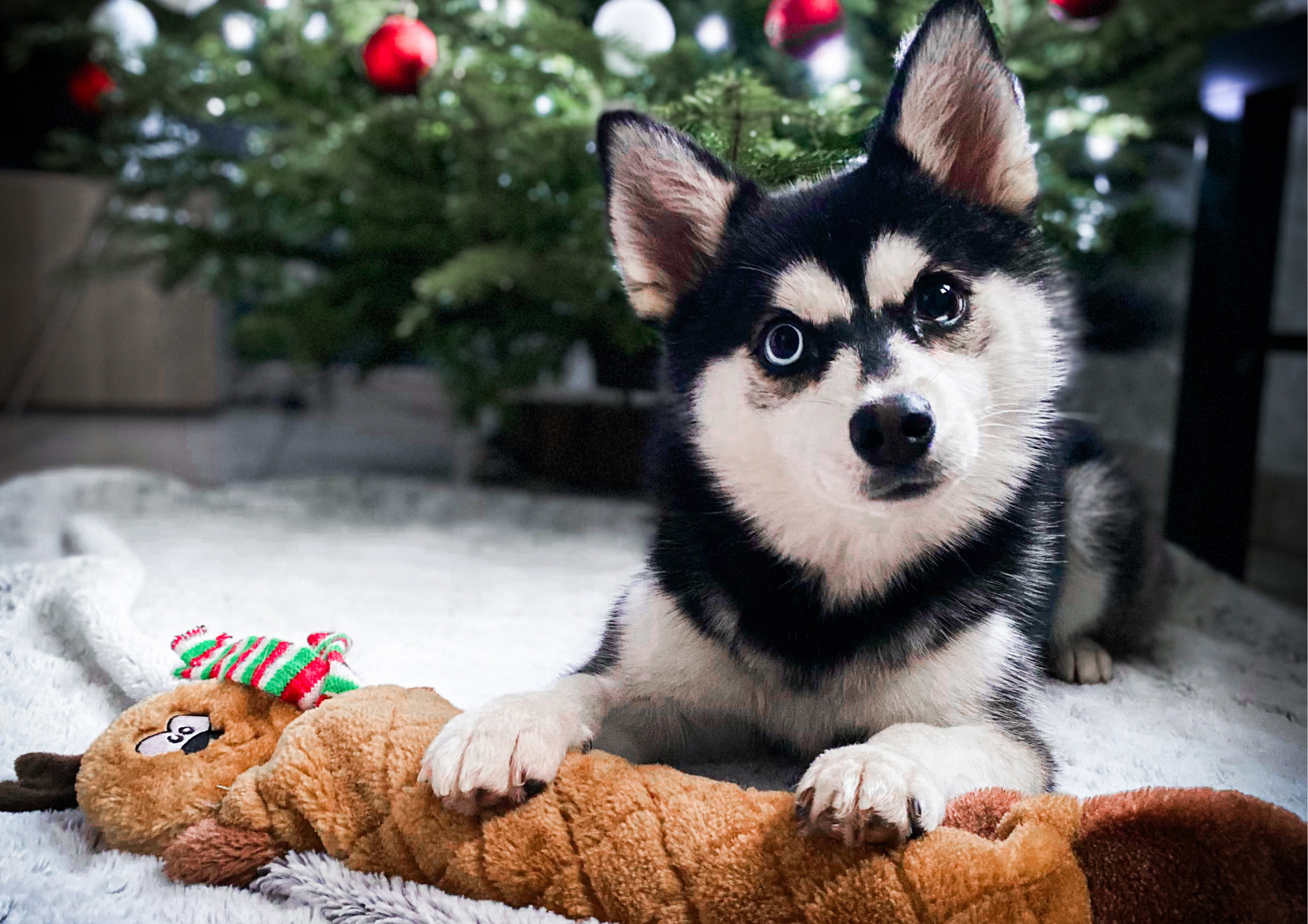 Offrir un cadeau de Noël à son chien