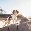 To-do list vacances chien : la checklist ultime pour partir sereinement avec son chien