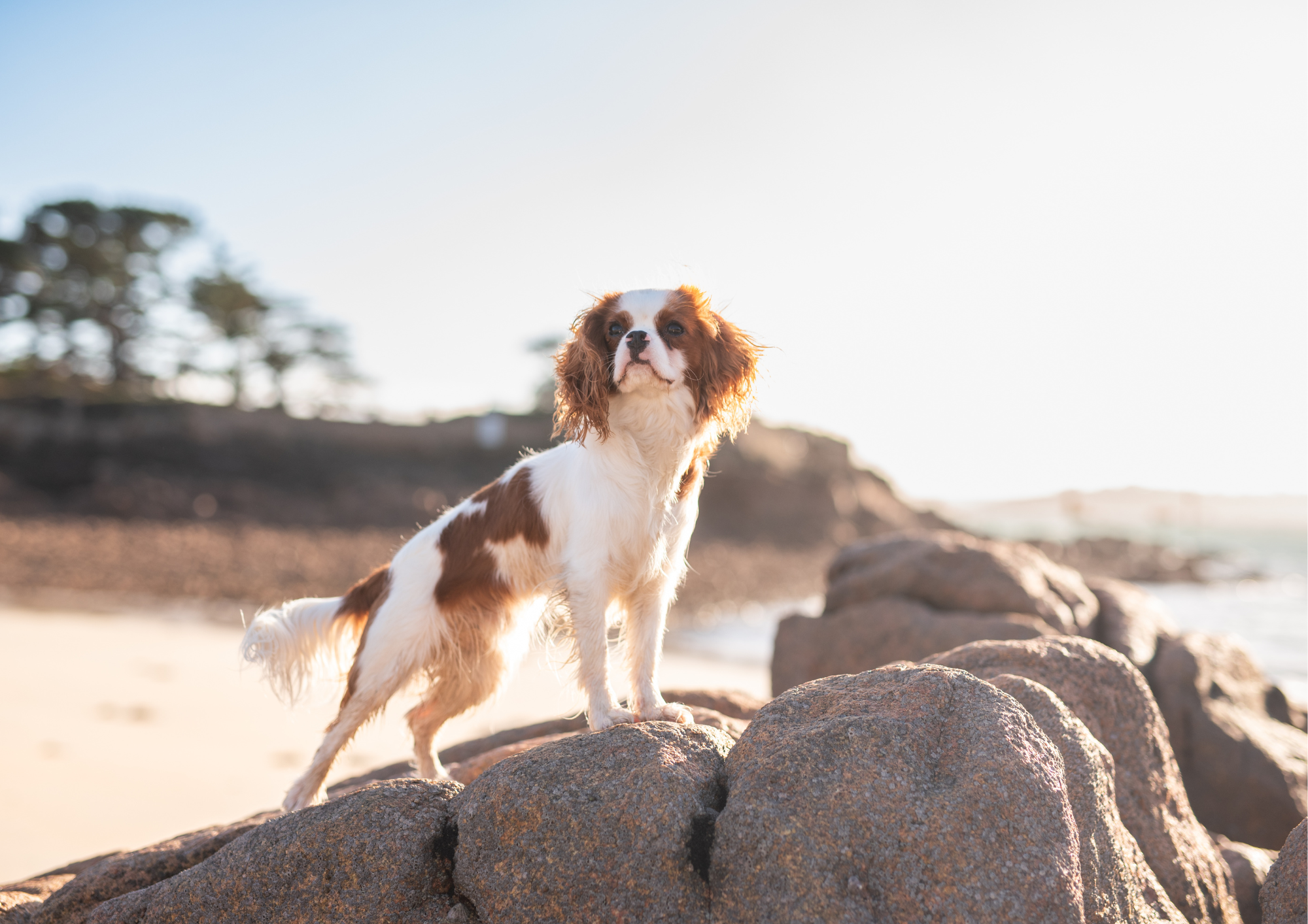 Partir en vacances avec son chien : ce qu’il faut savoir pour des congés réussis