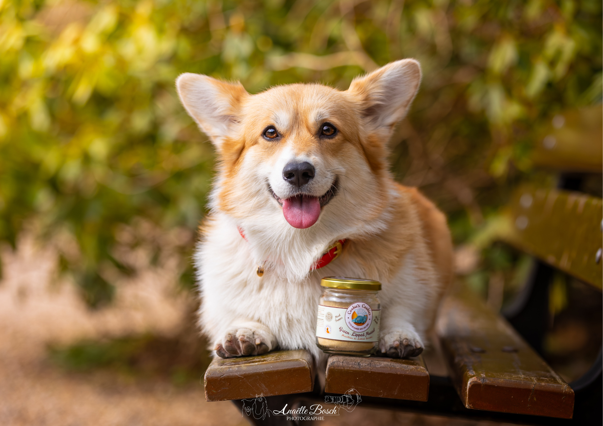 Compléments alimentaires pour chiens et chats : pourquoi et quand les utiliser ?