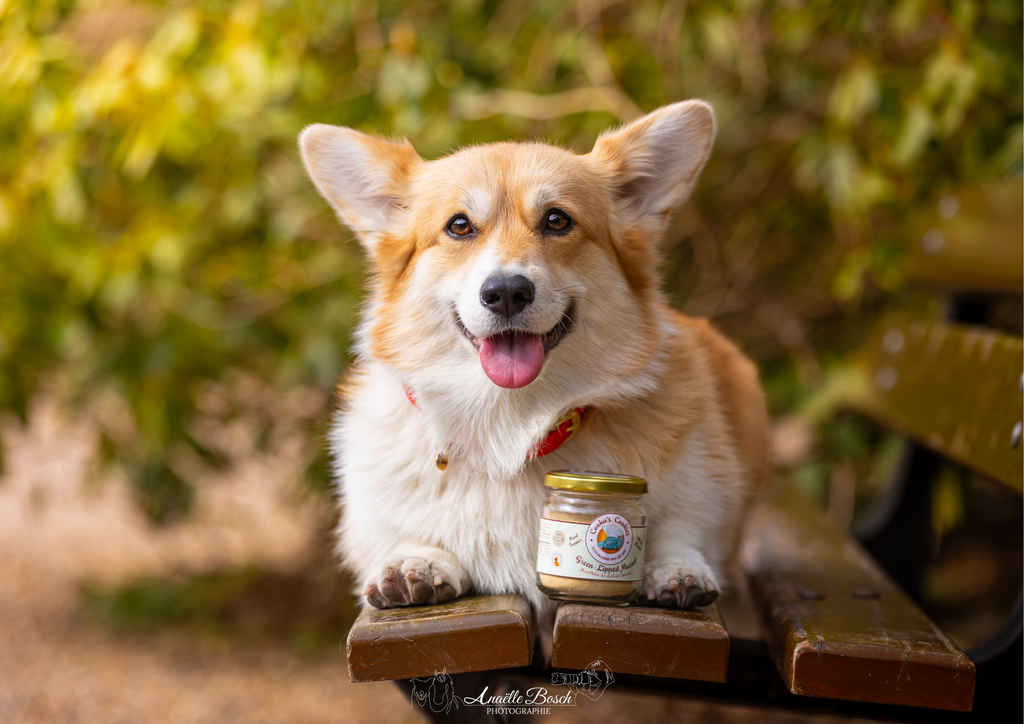 Compléments alimentaires pour chiens et chats : pourquoi et quand les utiliser ?
