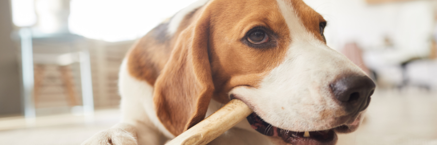Les bienfaits de la mastication pour les chiens