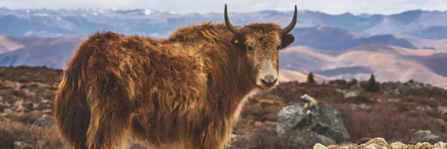 Les bienfaits du fromage de yak pour les chiens