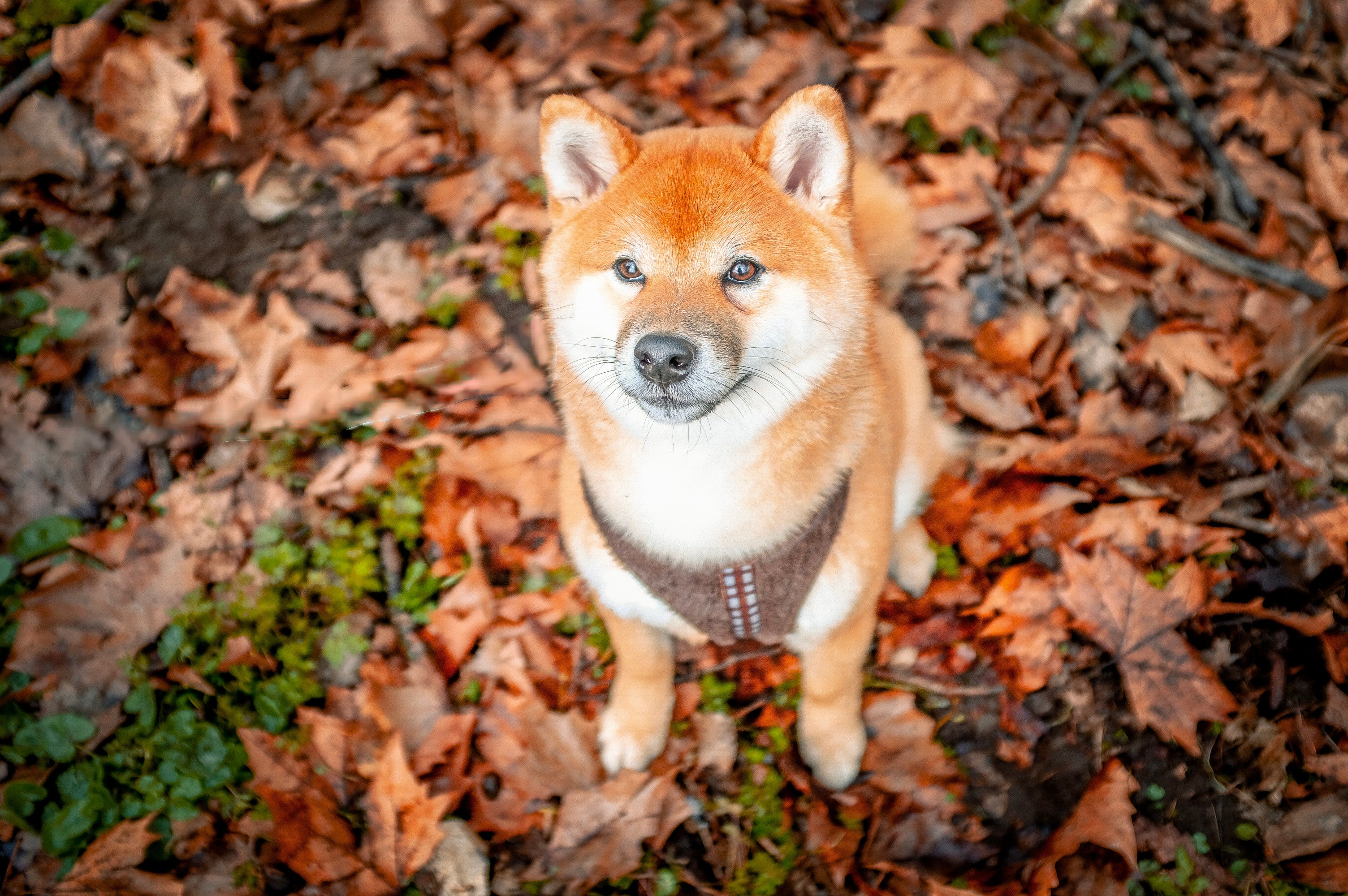 Les 100 meilleurs noms de chien mâle pour les geeks