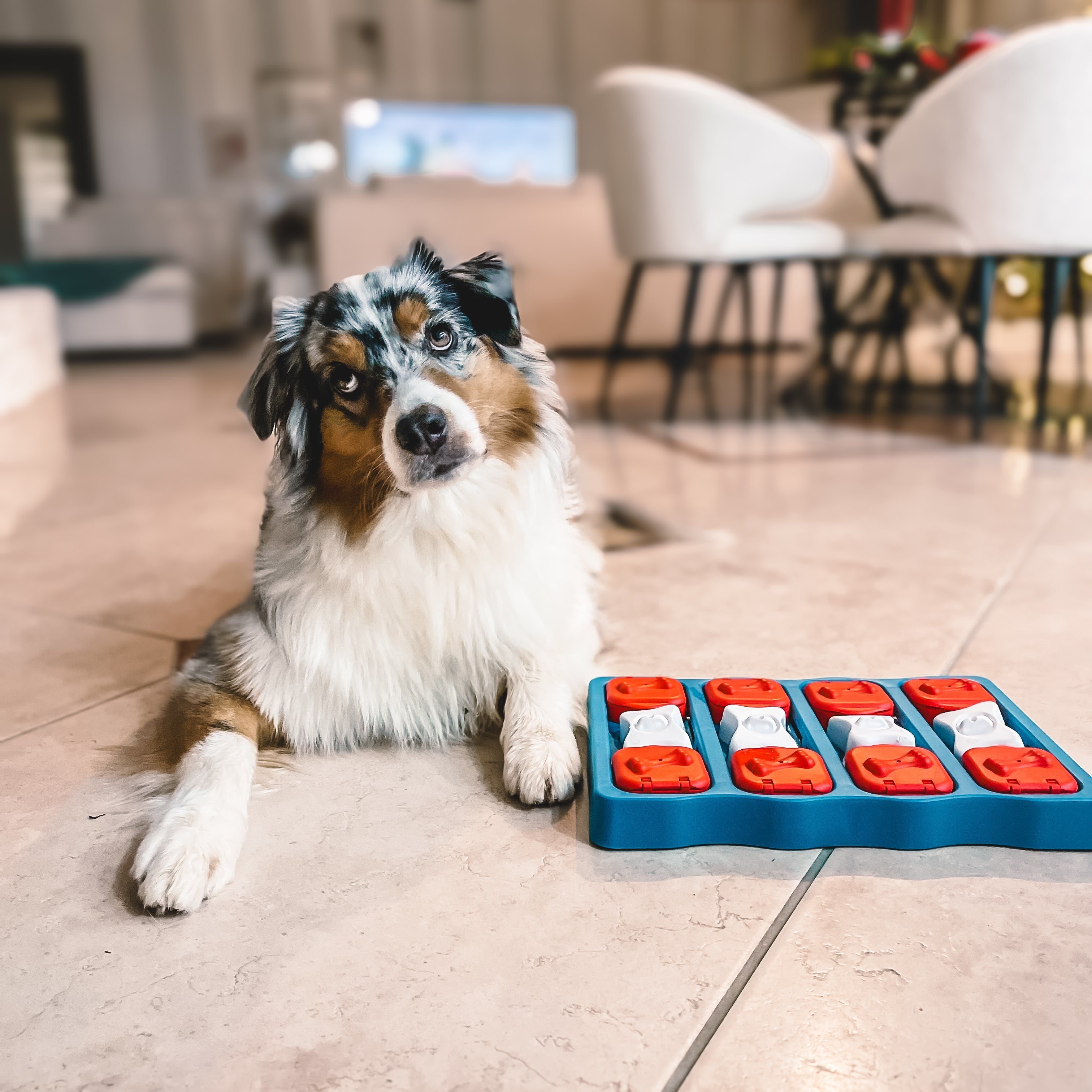 Les jeux d’intelligence : un pilier du bien-être de votre chien ou votre chat
