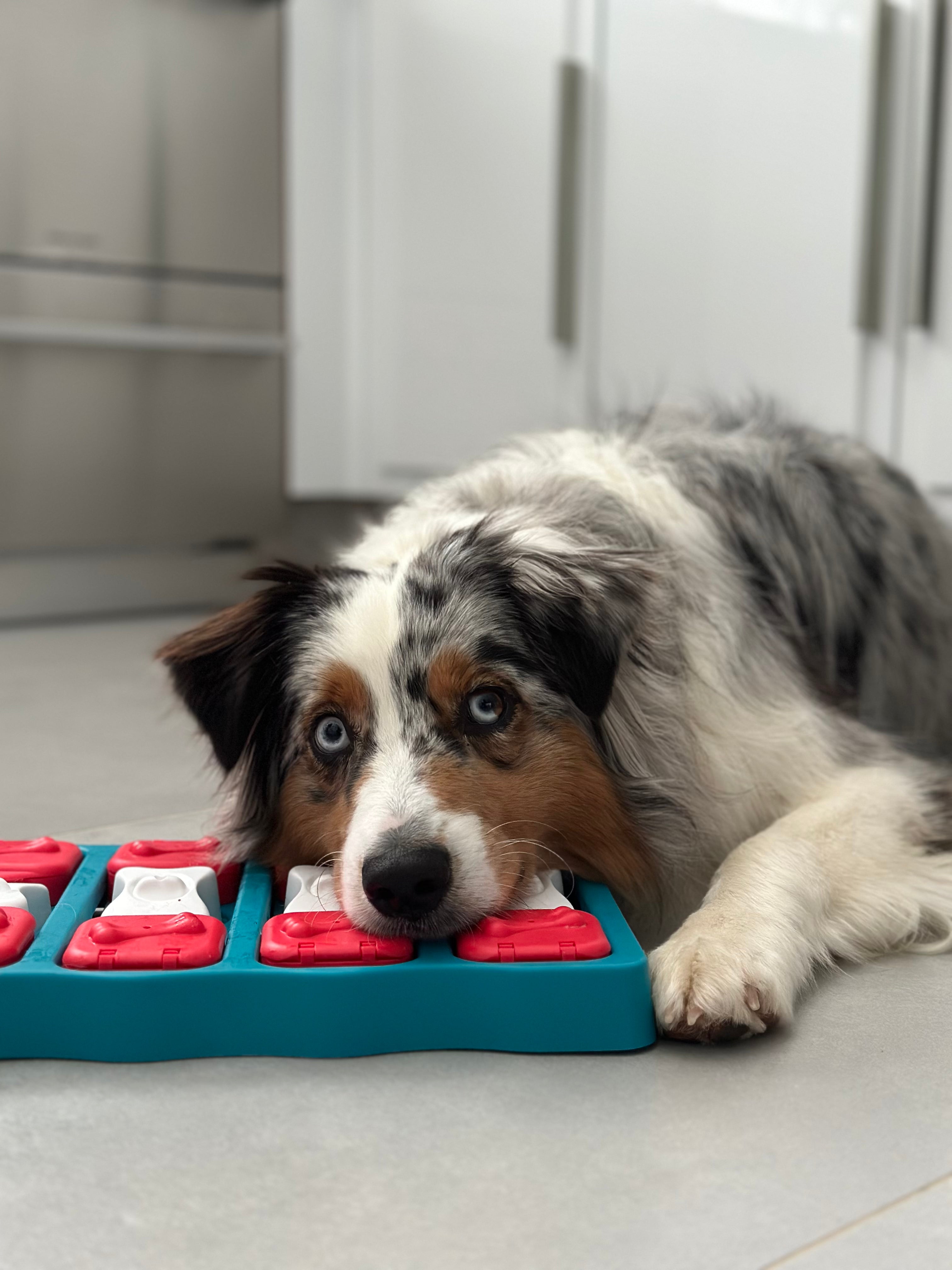Pourquoi les jeux d’intelligence sont importants pour les chiens et les chats
