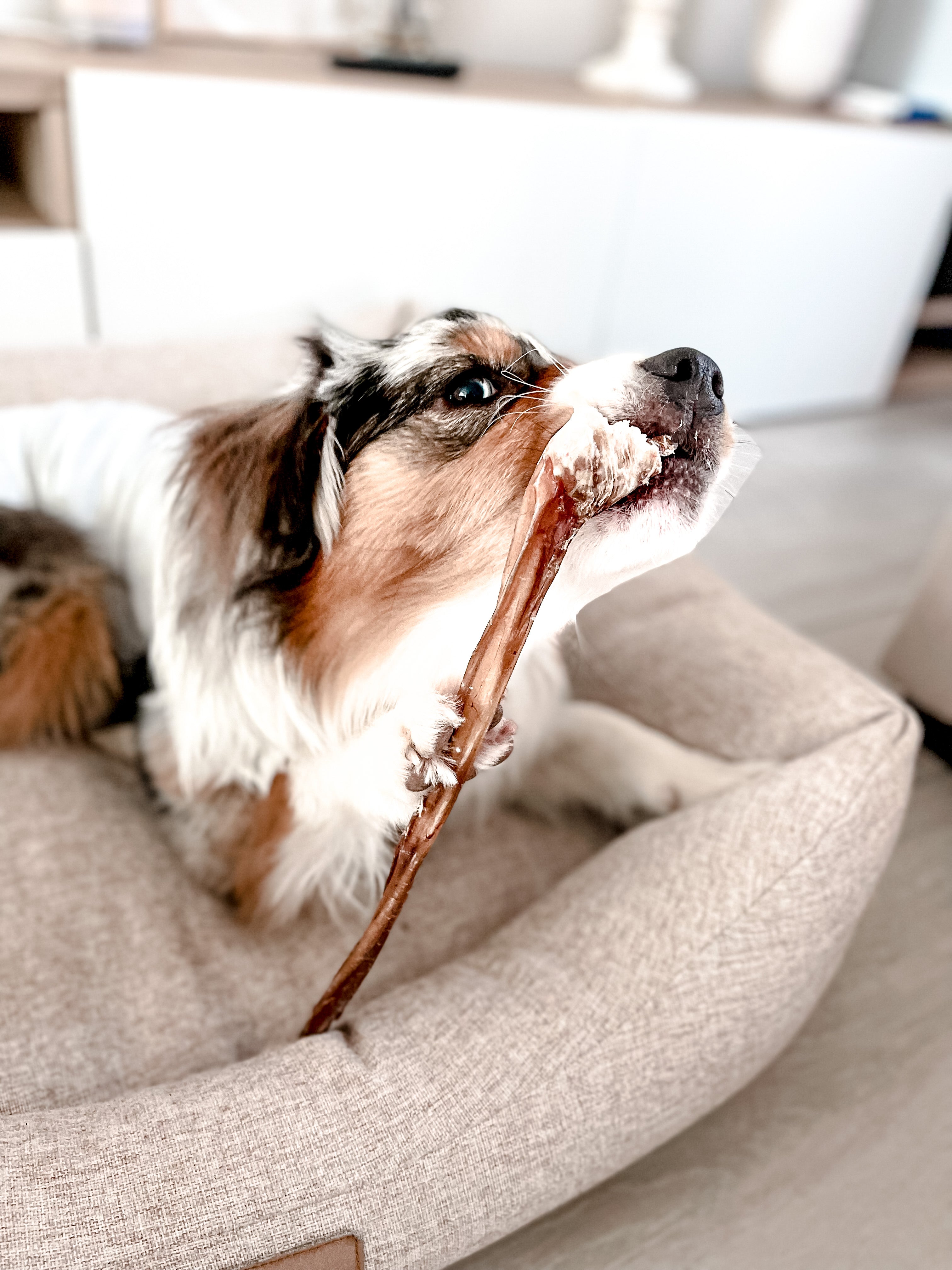 Les bienfaits de la mastication et des friandises naturelles pour les chiens