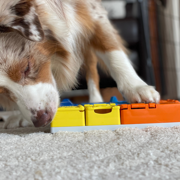 PAWZLER-Beginner Set