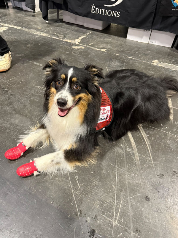 PRÉCOMMANDE- WagWellies® Mojave – chaussures d’été pour chien