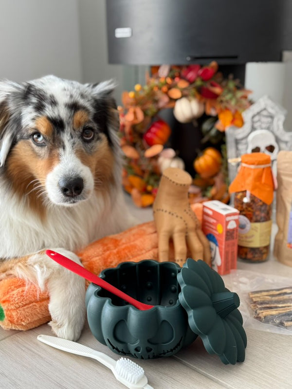 Gamelle Citrouille pour chien – Anti-glouton, jouet à garnir & tapis de léchage