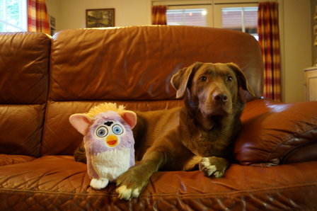 Peluche Furrby