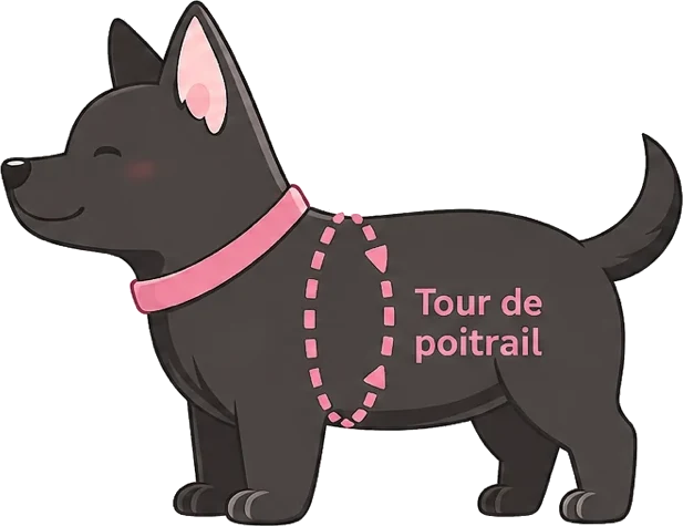 Mesure du tour de poitrail, derrière les pattes avant