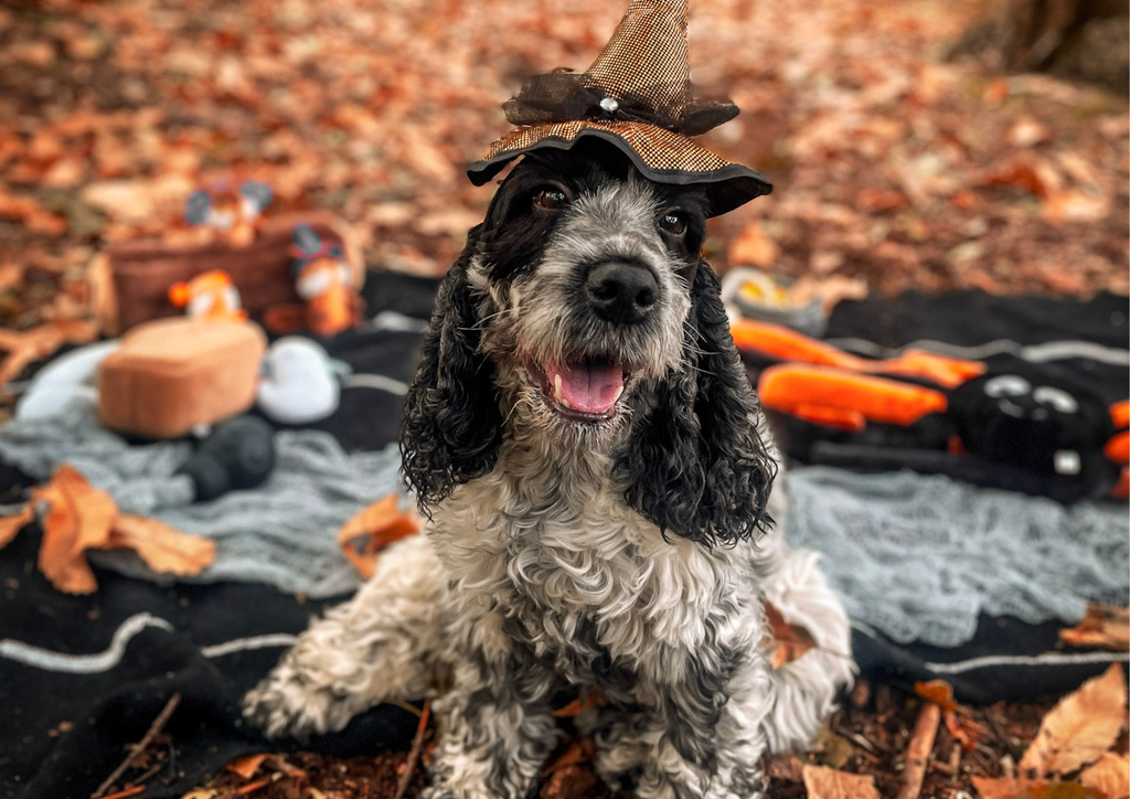 Recette de Biscuits Halloween pour Chiens : Une Gourmandise Terrifiante !