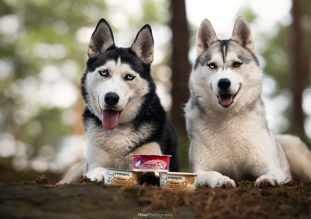 Yogupet : Un Yaourt Sain et Délicieux pour Chiens et Chats