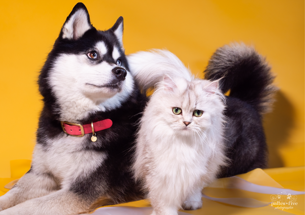 Suivez Loki et Luna sur nos Réseaux Sociaux et Twitch pour des Contenus Exclusifs !