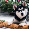 Offrir un cadeau de Noël à son chien
