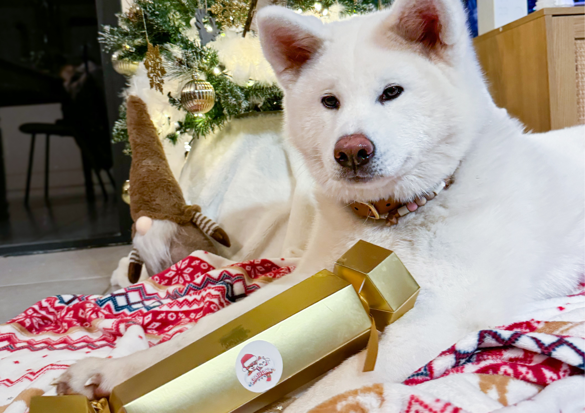 Noël et Son Chien : Comment Célébrer Ensemble la Magie des Fêtes