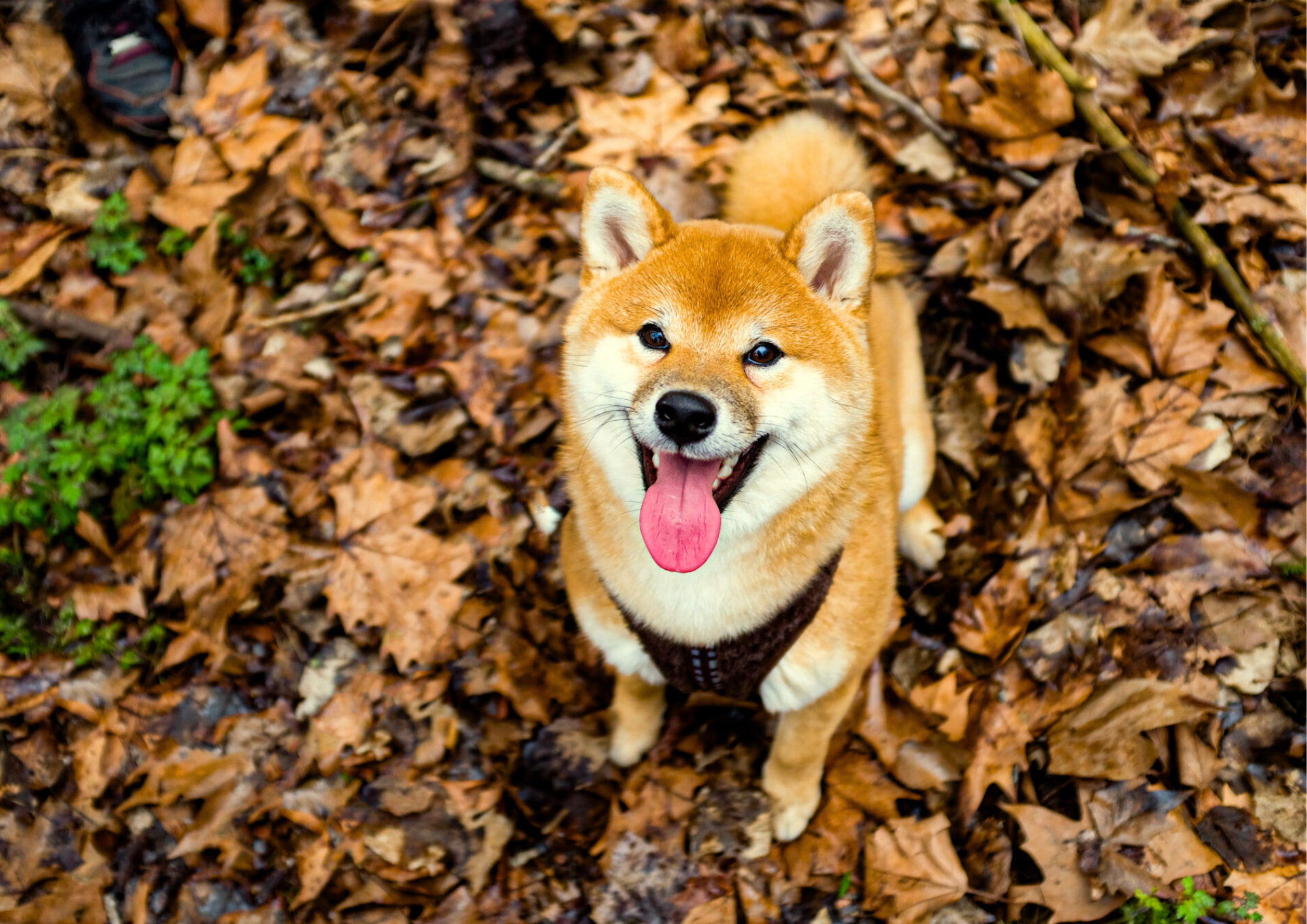 Automne : Quels Sont les Dangers pour Votre Chien et Comment le Protéger ?