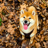 Automne : Quels Sont les Dangers pour Votre Chien et Comment le Protéger ?