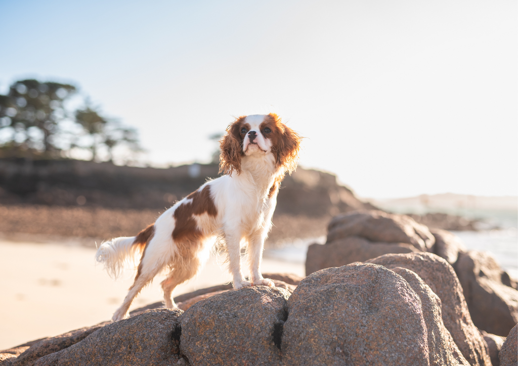 To-do list vacances chien : la checklist ultime pour partir sereinement avec son chien