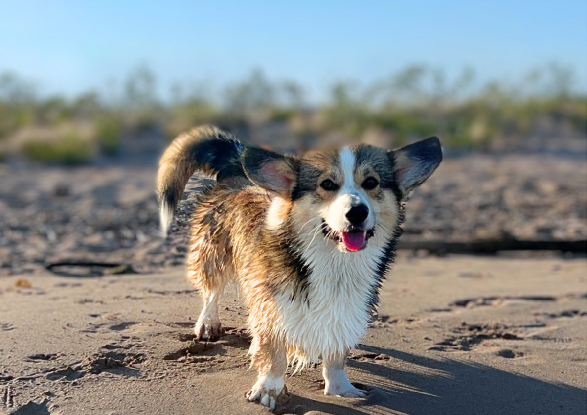 Destinations dog-friendly : où partir en vacances avec son chien en 2025 ?