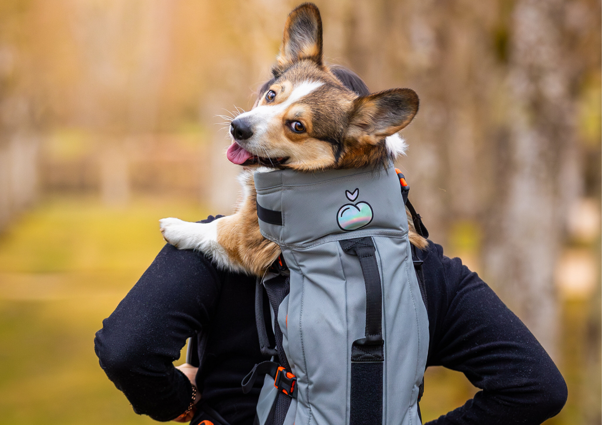 Pourquoi utiliser un sac à dos pour chien ?
