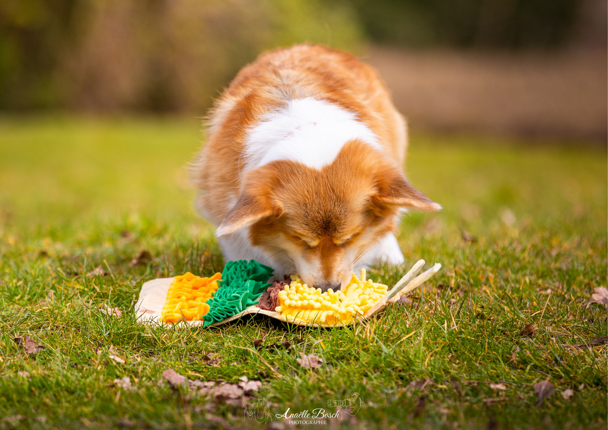 Quels jouets emporter pour occuper son chien en vacances ?