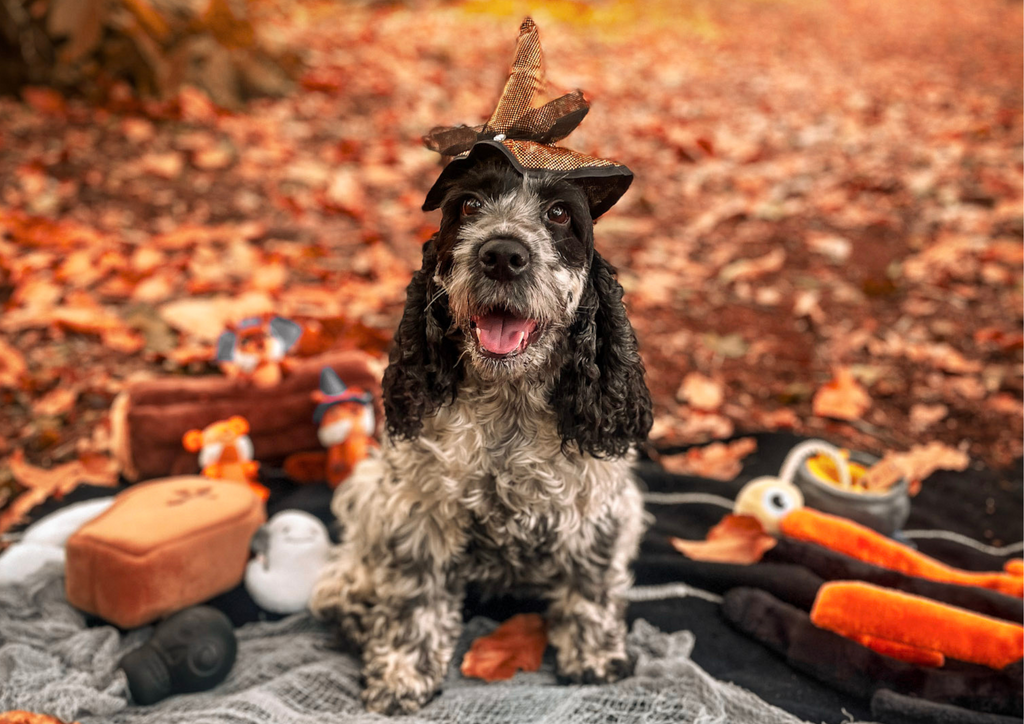 Recette de Biscuits Halloween pour Chiens : Des Friandises Effrayantes et Délicieuses !