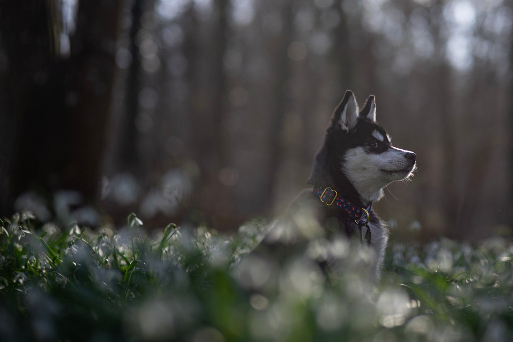 20 Prénoms pour Chiens Inspirés de Disney en "V"