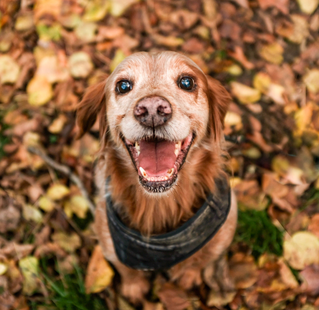 20 Prénoms pour Chien en "V" Mâles Geek Inspirés des Films et Séries