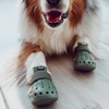 Mojave Wagwear : les chaussures tendance et protectrices pour votre chien