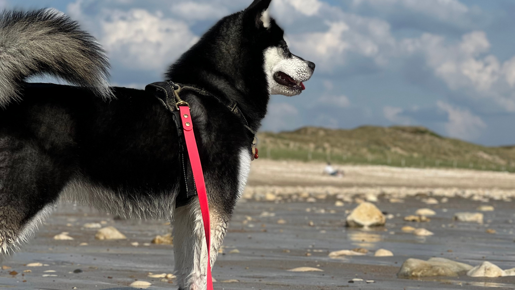 Les Indispensables pour une Journée reussi  à la Plage avec Votre Chien