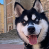 Voyager en Italie avec son Chien : Guide Pratique pour un Séjour Dog-Friendly