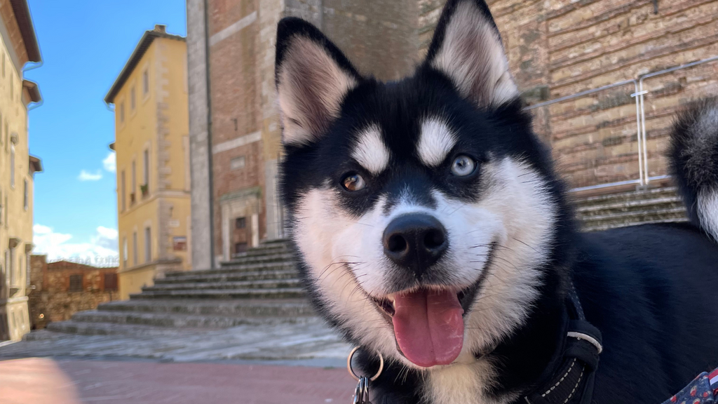 Voyager en Italie avec son Chien : Guide Pratique pour un Séjour Dog-Friendly