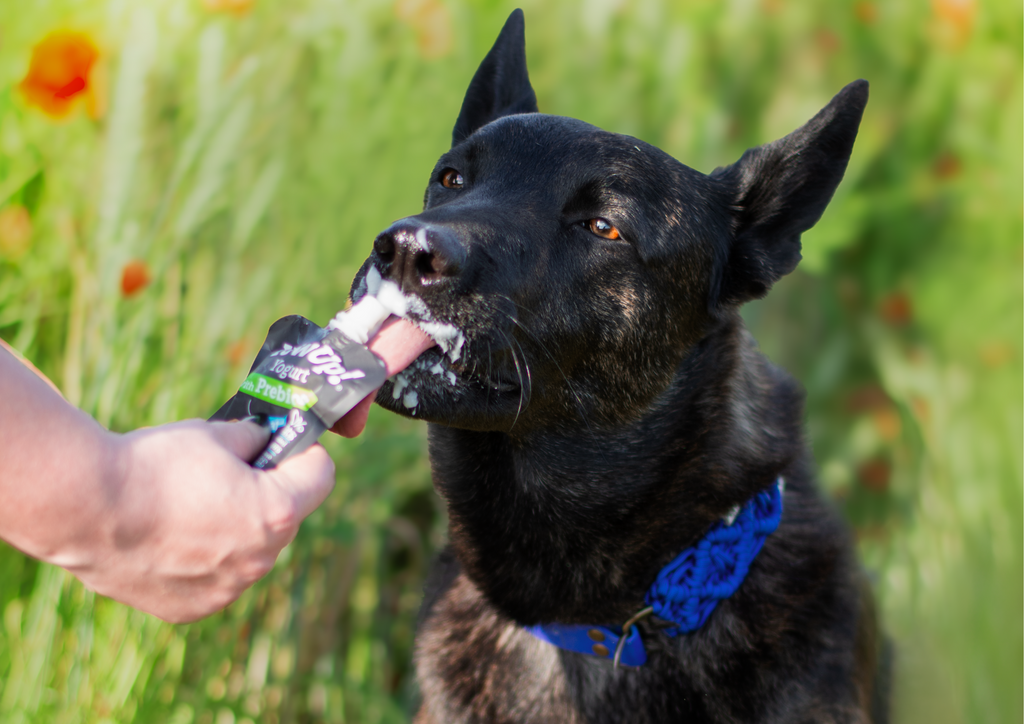 YowUp! Yaourt Naturel Prébiotiques : Une Collation Saine pour Votre Chien