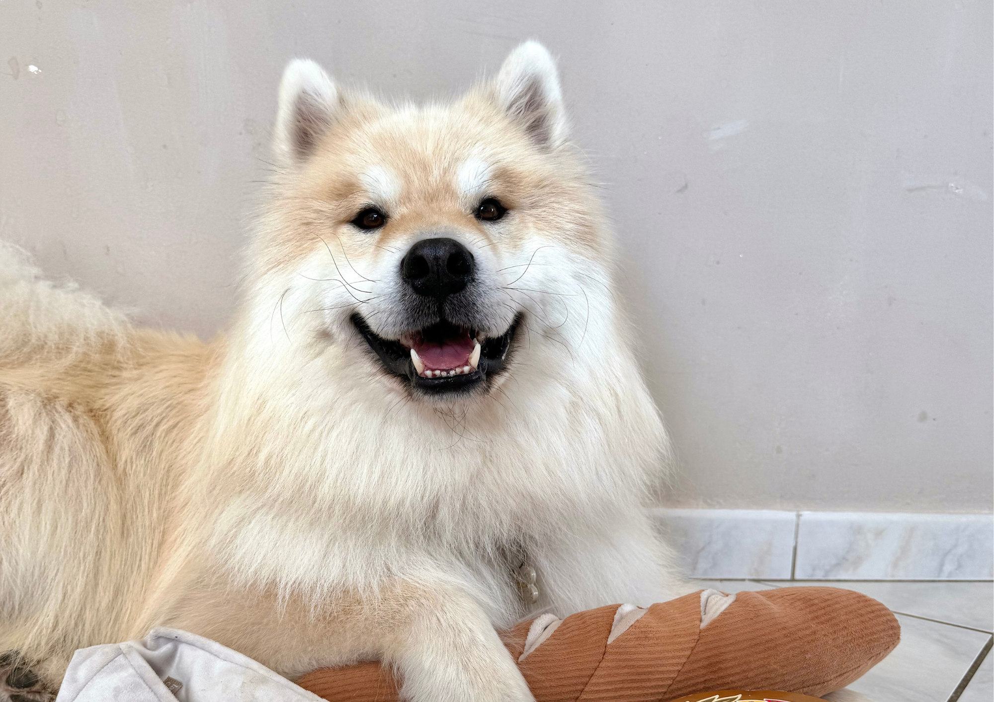 Nouvelle Baguette d'Enrichissement pour Chiens : Le Jeu à Son Apogée !