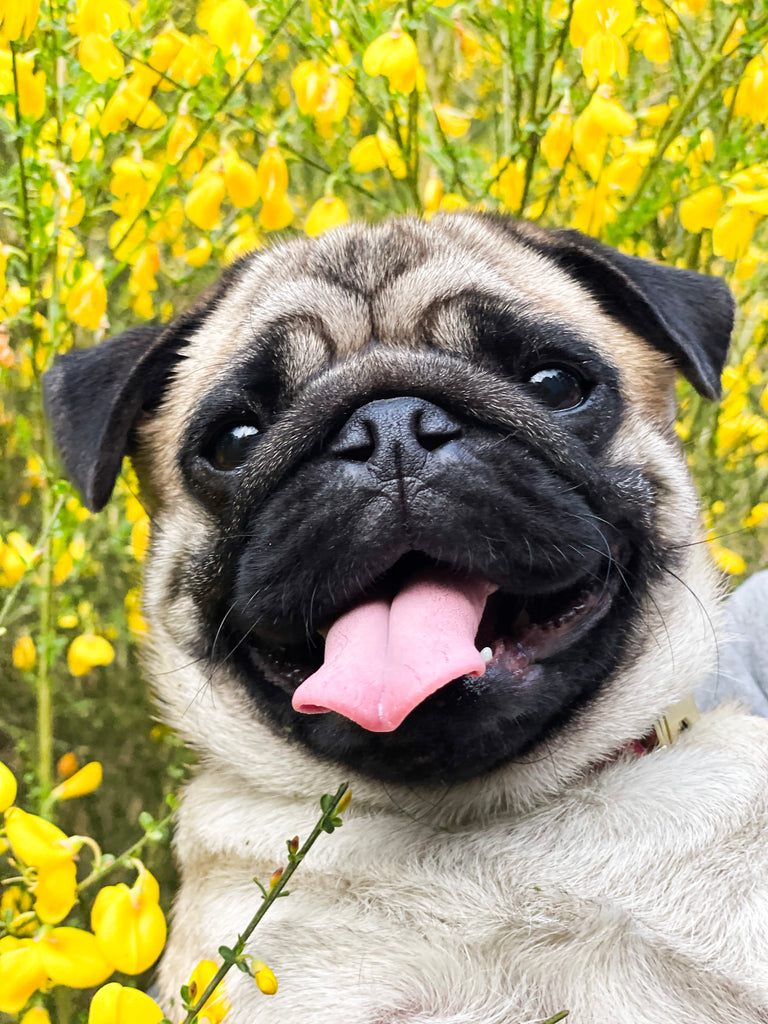 20 Prénoms pour Chien en "V" Féminins Geek Inspirés des Films et Séries