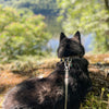 Voyager avec votre Chien : Conseils Pratiques pour des Aventures Inoubliables
