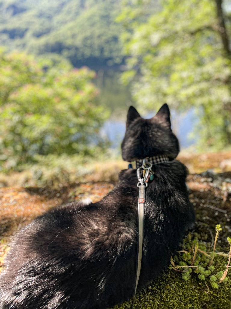 Voyager avec votre Chien : Conseils Pratiques pour des Aventures Inoubliables