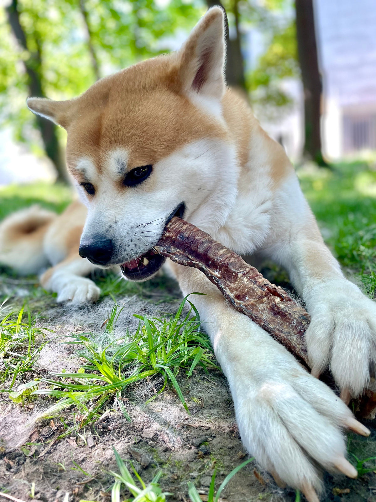 Akita qui mâche une friandise naturelle dans l'herbe