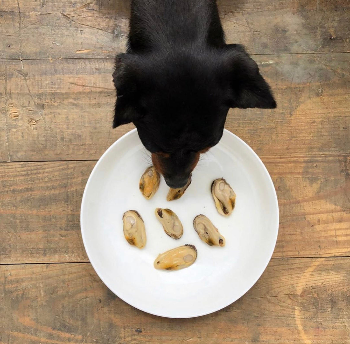 Chiot noir mangeant des moules dans une assiette blanche