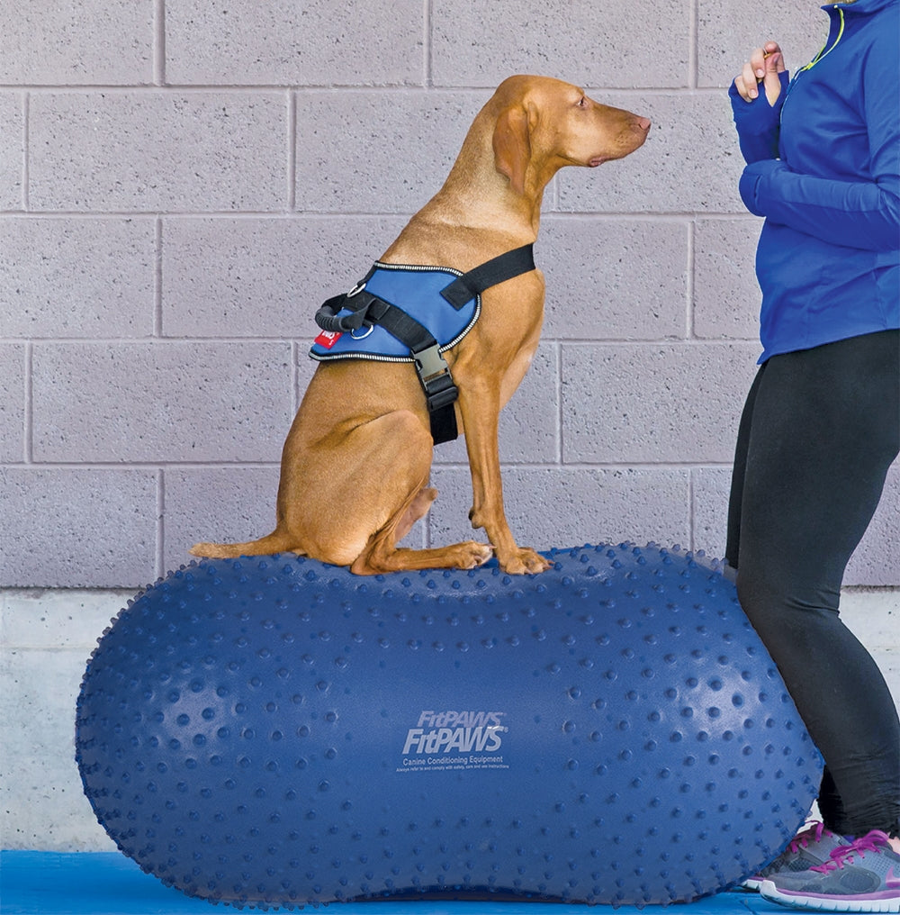 Ballon d'équilibre pour chien TRAX Peanut – FitPAWS