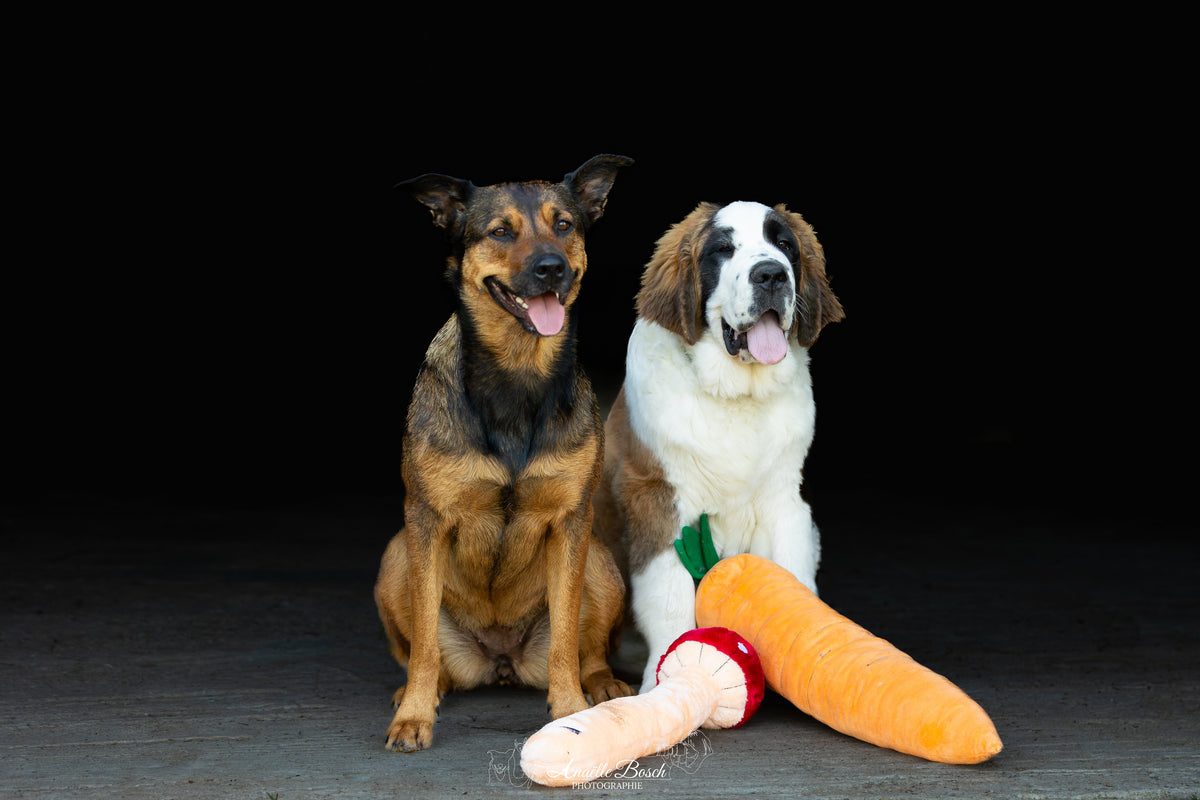 Deux chiens assis sur fond noir devant la carotte et le champignon