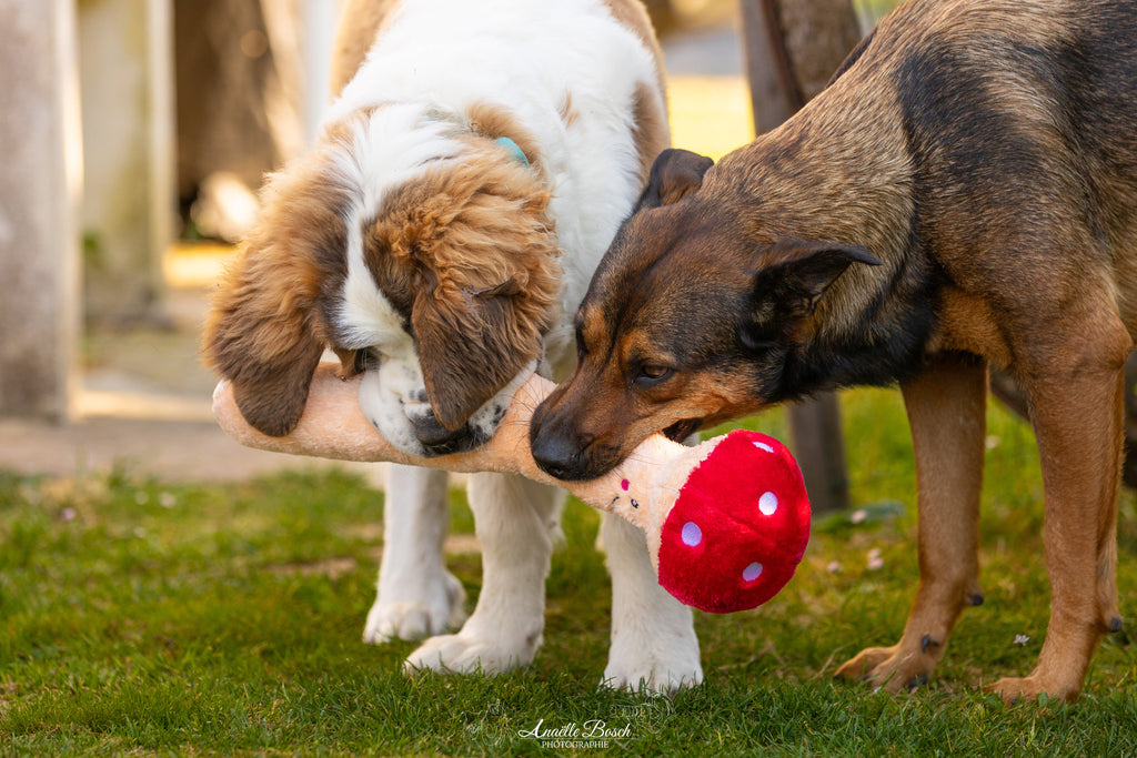 Deux chiens reniflant le chapeau rouge du champignon