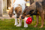 Deux chiens reniflant le chapeau rouge du champignon